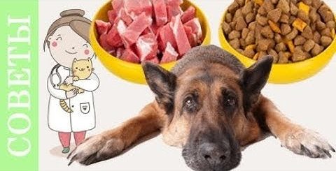 Ветеринарная Диета Для Собак